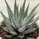 Haworthia Hard Leaf Simofuri