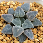 Haworthia Pygmaea 'Ice Diamond'