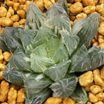 Haworthia Ice Soul variegated big size