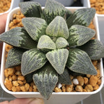Haworthia Pygmaea 'Pine'