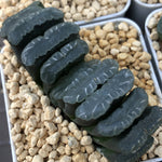 Haworthia Truncata 'Black'