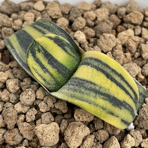 Gasteria variegated