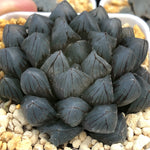 Haworthia Obtusa 'Dragon Claw' Other