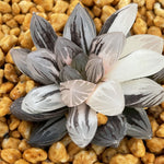 Haworthia Yamada Black variegated