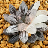 Haworthia Yamada Black variegated