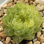 Haworthia Emerald Cloud variegated
