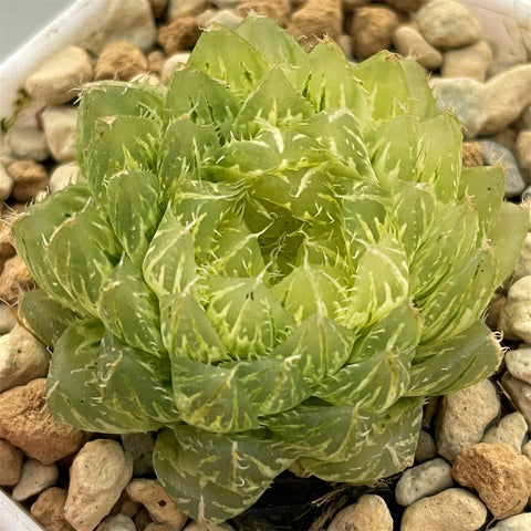 Haworthia Emerald Cloud variegated