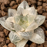 Haworthia White Akasen Lens variegated
