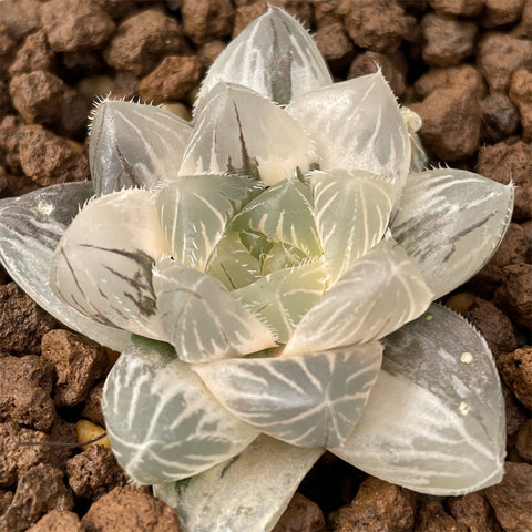 Haworthia White Akasen Lens variegated