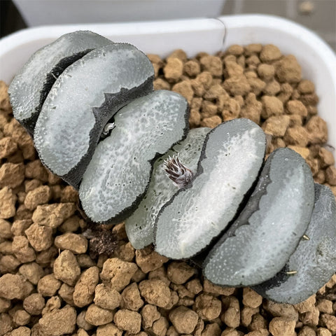 Haworthia Truncata 'Hayabusa'