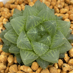 Haworthia Turgida var. Suberecta Other