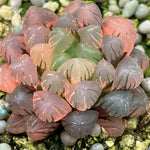 Haworthia Ob-1 Variegated Big Size