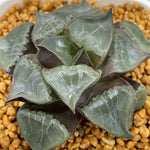 Haworthia Correcta