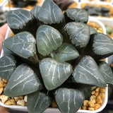 Haworthia Correcta cv 'Tuki Kage' & 'Moon Shadow' Big Size