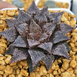 Haworthia Wimii 'Hakuginjyo'