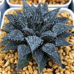 Haworthia Wimii 'Hatsushimo'