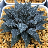 Haworthia Wimii 'Hatsushimo'