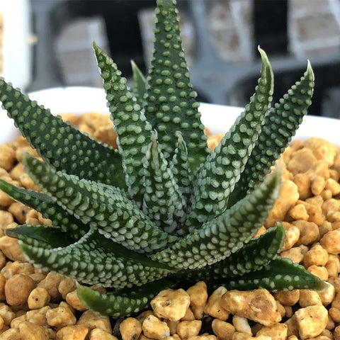 Haworthia Hard Leaf 'Opalina'