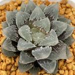 Haworthia 'Hakuteijyo ' other