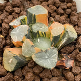 Haworthia Maughanii Flamingo variegated