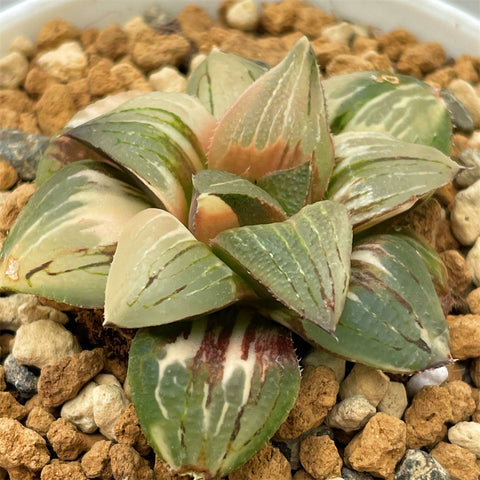 Haworthia Greenland Chapter'z XII Variegated