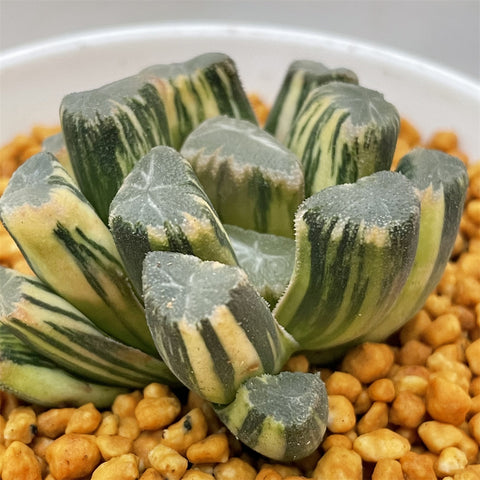 Haworthia Maughanii Variegated Plant from Seeds