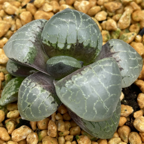 Haworthia Correcta 'Crystal'