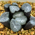 Haworthia Maughanii 'Verve'