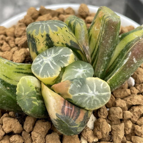 Haworthia Maughanii Tri Color variegated