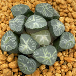 Haworthia Maughanii 'Midorigiku'