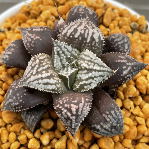 Haworthia Splendens Inca Rose Mutant