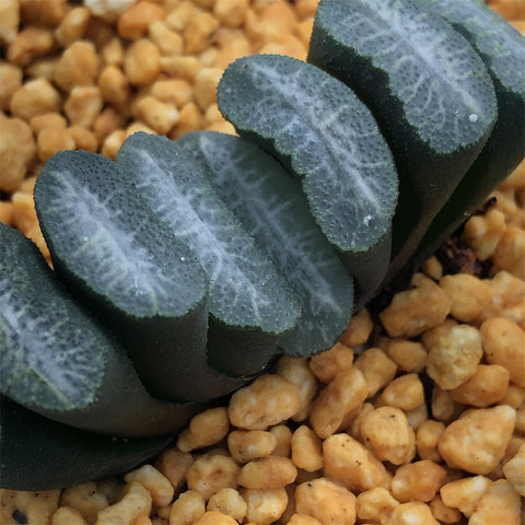 Haworthia Truncata 'Angel Fall'