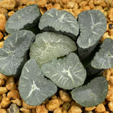 Haworthia Maughanii Phoenix