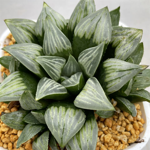 Haworthia Silver Byakuya other