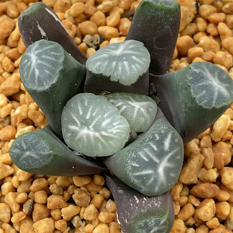 Haworthia Maughanii 'Silver Tiger'