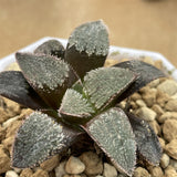 Haworthia Hybrid 'Black Raccoon' Plant from seeds