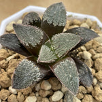 Haworthia Hybrid 'Black Raccoon' Plant from seeds