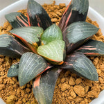 Haworthia Correcta Variegated