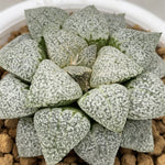 Haworthia Picta Snow Beauty