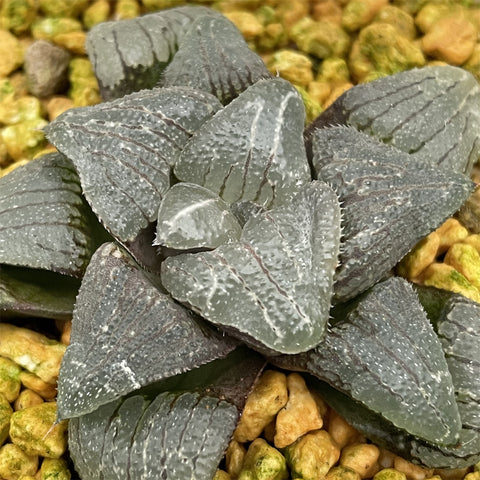 Haworthia Correcta Cloudy Moon