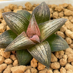 Haworthia Hard Leaf 'Old Folks' Medium Size 5cm