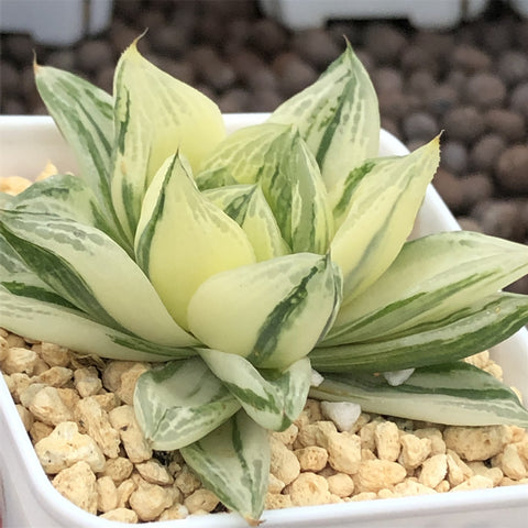 Haworthia Cymbiformis Variegated