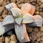 Haworthia Springbokvlakensis SP variegated plant from seeds