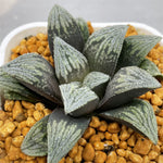 Haworthia Pygmaea Hakutetsu