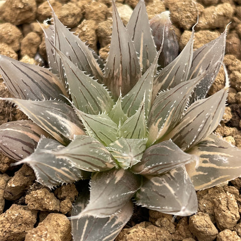 Haworthia Davidii variegated