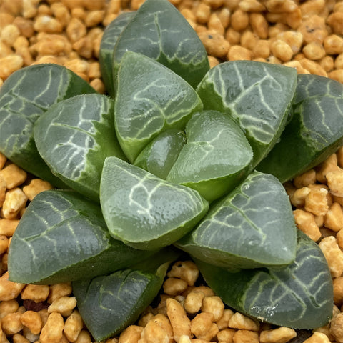 Haworthia Correcta Cloud