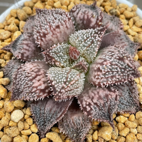 Haworthia Wimii Rainbow City