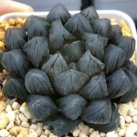 Haworthia Obtusa 'Dragon Claw' Other