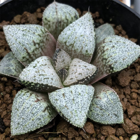 Haworthia Picta 'Hakusenden‘