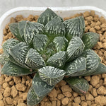 Haworthia Kyukyoku no Mirror Ball